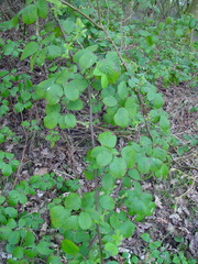 Rubus wirralensis