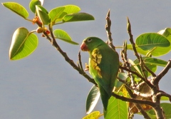 Brotogeris jugularis