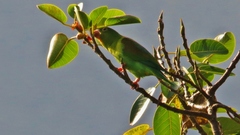 Brotogeris jugularis