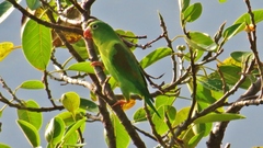 Brotogeris jugularis