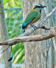 Eumomota superciliosa