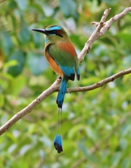 Eumomota superciliosa