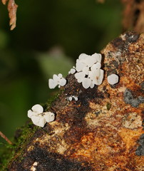 Physalacria australiensis