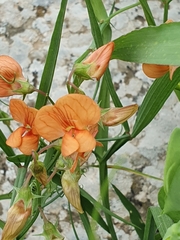 Lathyrus hierosolymitanus