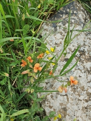 Lathyrus hierosolymitanus