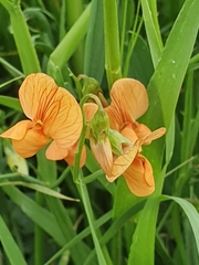 Lathyrus hierosolymitanus