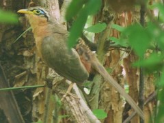 Morococcyx erythropygus