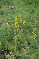 Solidago dahurica