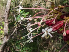 Clerodendrum longiflorum