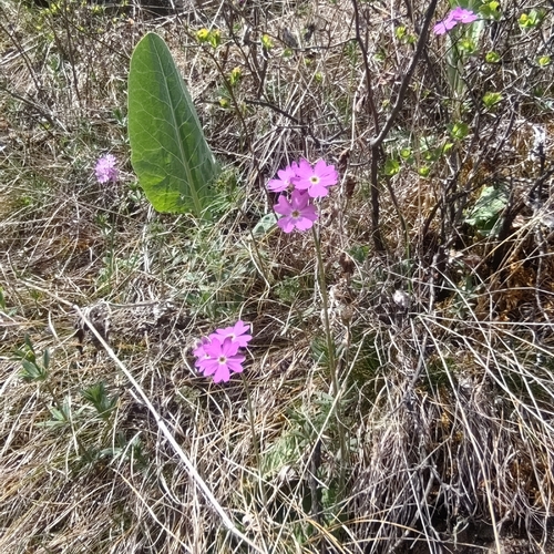 Primula cortusoides, photograph 4