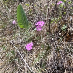 Primula cortusoides, photograph (c) Nina Filippova, some rights reserved (CC BY)