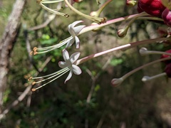 Clerodendrum longiflorum