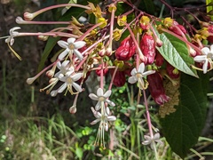 Clerodendrum longiflorum