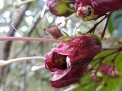 Clerodendrum longiflorum