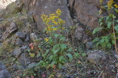 Solidago dahurica