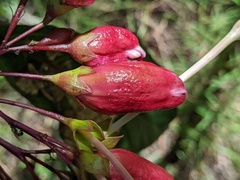 Clerodendrum longiflorum