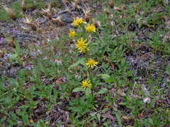 Solidago dahurica