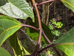 Clerodendrum longiflorum