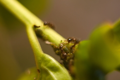 Crematogaster sordidula