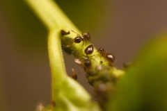 Crematogaster sordidula