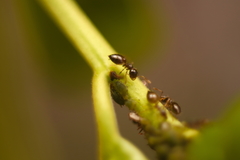 Crematogaster sordidula
