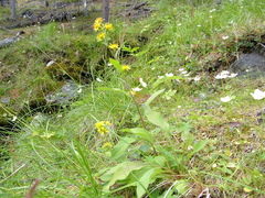 Solidago dahurica