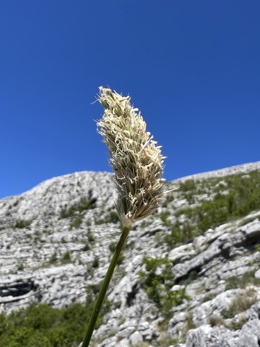 Sesleria robusta, photograph 1