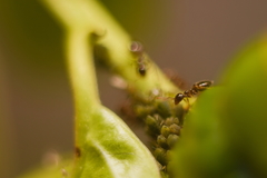 Crematogaster sordidula