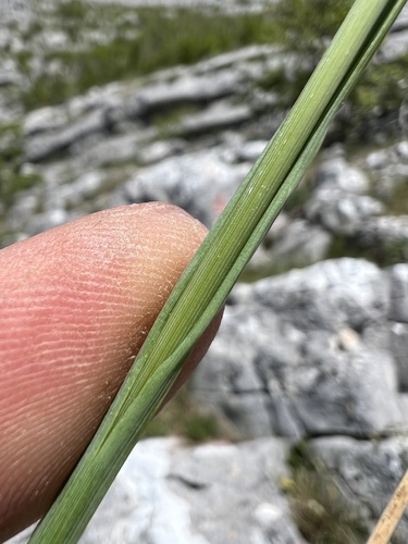Sesleria robusta, photograph 2