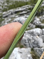 Sesleria robusta, photograph author not stated, no rights reserved