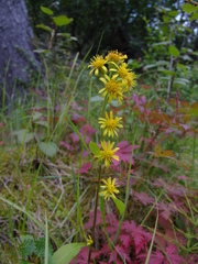 Solidago dahurica