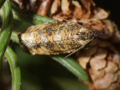 Phiaris micana