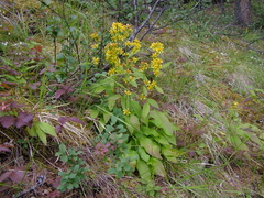 Solidago dahurica