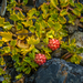 Ranunculus biternatus - Photo (c) Jerome Viard, μερικά δικαιώματα διατηρούνται (CC BY-NC), uploaded by Jerome Viard