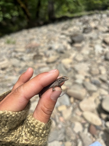 iNaturalist observation photo of Northern Alligator Lizard