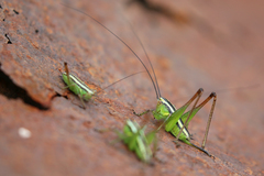 Pachytrachis striolatus