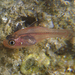 Ruby Cardinalfish - Photo (c) Glen Whisson, some rights reserved (CC BY-NC), uploaded by Glen Whisson