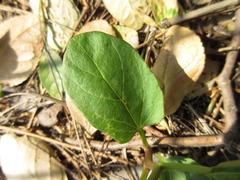 Calystegia hederacea