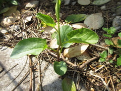 Calystegia hederacea
