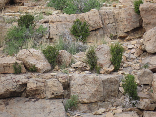 Myrothamnus flabellifolius, photograph 4