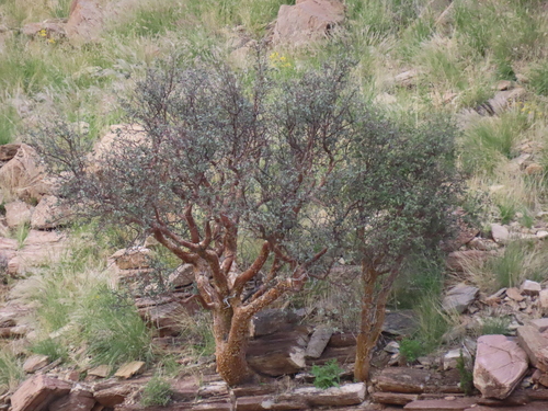 Commiphora glaucescens