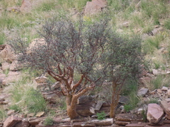 Commiphora glaucescens