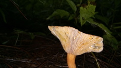 Lactarius semisanguifluus