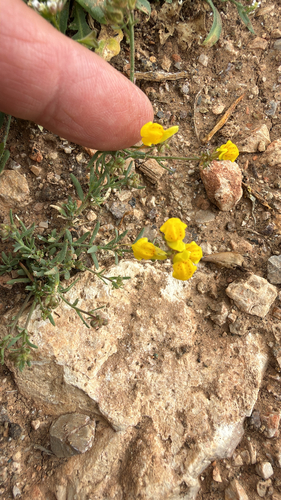 Linaria amethystea, photograph 2