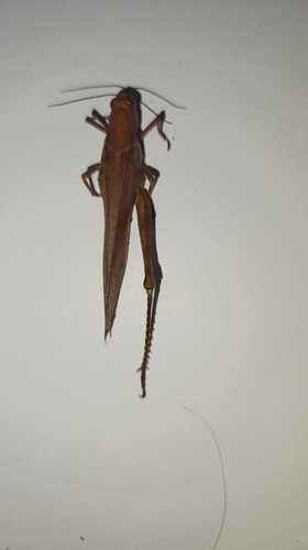Javanese Grasshopper