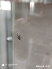 Metapocyrtus adspersus