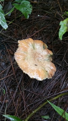 Lactarius semisanguifluus