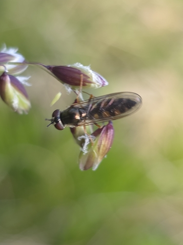 Platycheirus occultus