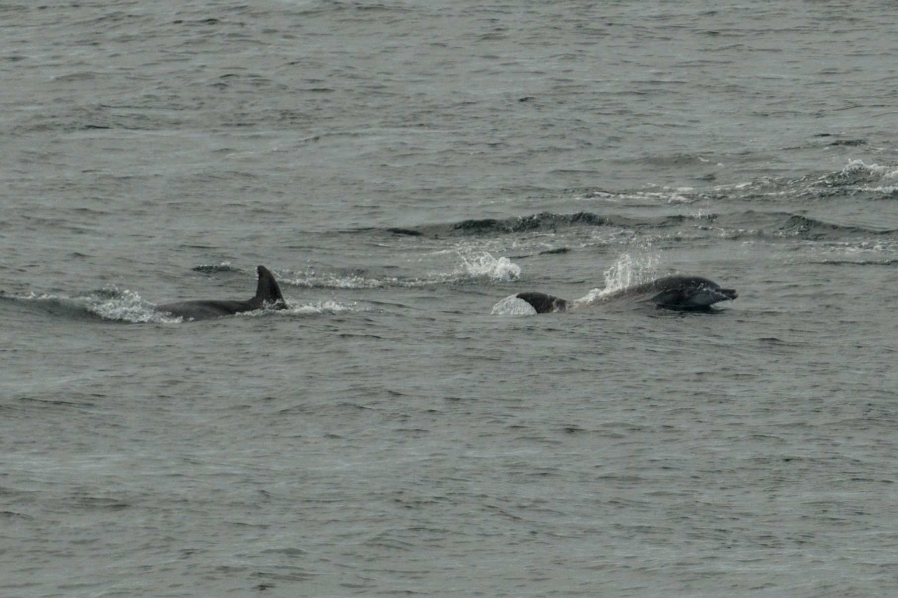 Tursiops truncatus