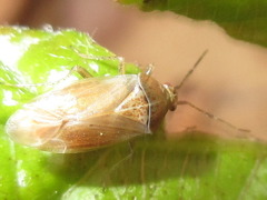 Harpocera koreana
